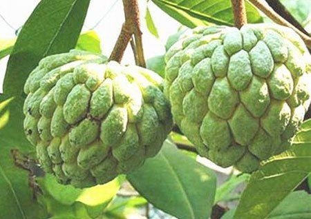 Lạ lùng rượu na Xứ Lạng