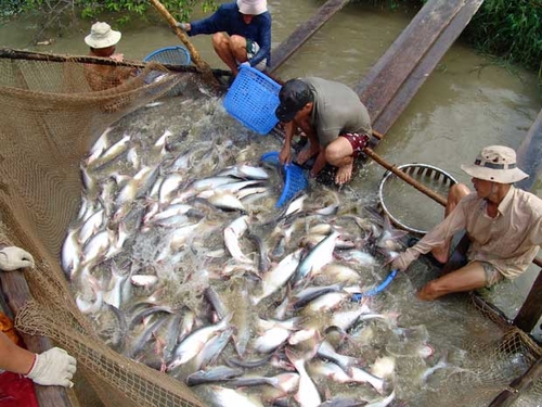 Giá cá tăng cao, người nuôi lại bỏ ao, bỏ nghề