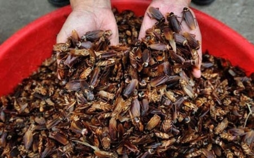 Phong trào nuôi gián sắp lan sang Việt Nam?