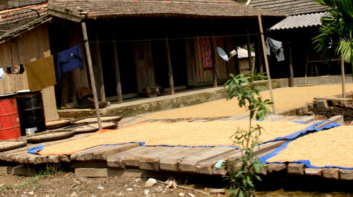 Lũ gỗ ở Quảng Bình