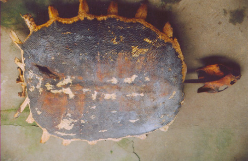 “Cụ” rùa Hồ Gươm là ba ba khổng lồ?