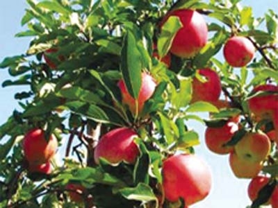 Sự diệu kỳ từ quả táo với sức khỏe