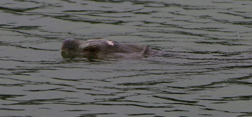 Cụ rùa Hồ Gươm xuất xứ từ Thanh Hóa?