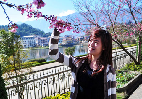 Hoa anh đào "cười với gió đông" Sa Pa