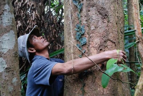 Khu Rừng cấm ở làng Nghi Sơn