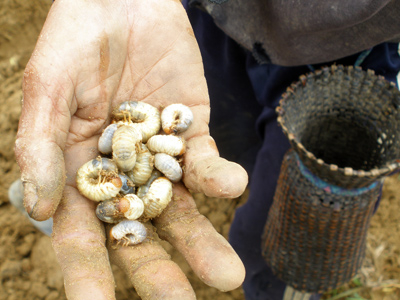 Về bản Pa Kô tìm ăn "vua đất"