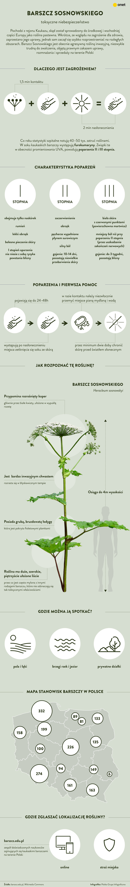 Cây bỏng (barszcz Sosnowskiego)