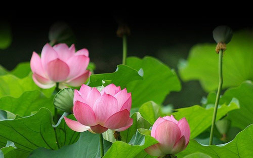 Chủ tịch Liên hiệp các Hội UNESCO Việt Nam: Tại sao phải bầu chọn Đại sứ du lịch và quốc hoa?