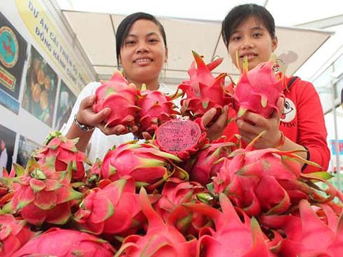 Nhà vườn kêu trời vì GAP