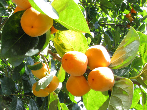 Khám phá trấn D’ran