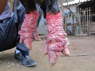 Gà biếu tiền triệu 'cháy hàng'