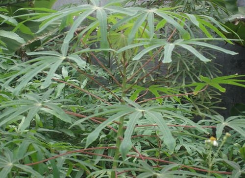 Canh chua rau sắn - món lạ vùng trung du Phú Thọ