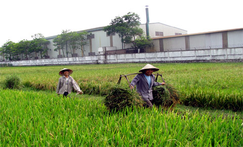 KCN: Tránh vẽ quy hoạch, giành đất lúa