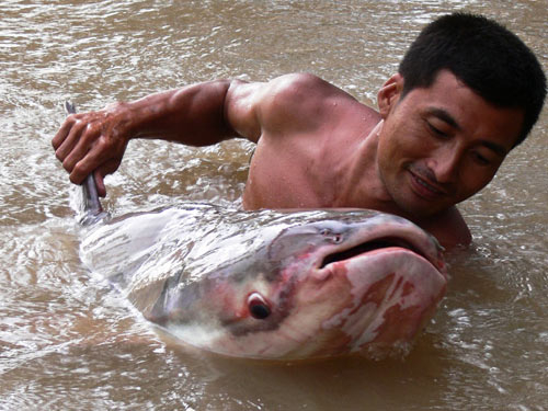 Cứu hộ động vật hoang dã: Cứu xong là… chết!