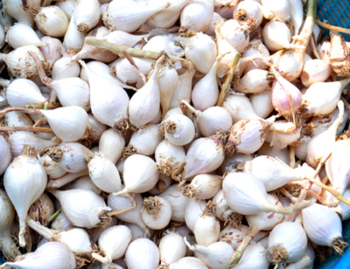 4kg tỏi mồ côi Lý Sơn đổi được một chỉ vàng