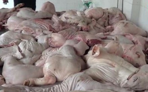 Trạm kiểm dịch động vật: Uể oải nhận tiền và cho qua tất cả!