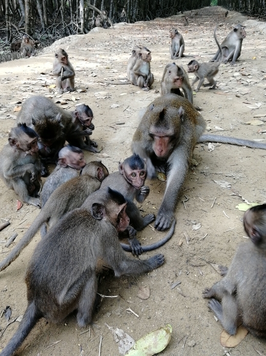 Thăm rừng ngập mặn Cần Giờ