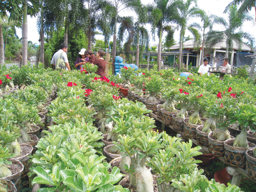 Ngao du xứ “người tình”