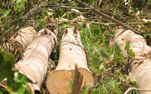 Chính quyền và lâm trường ngược nhau chuyện phá rừng