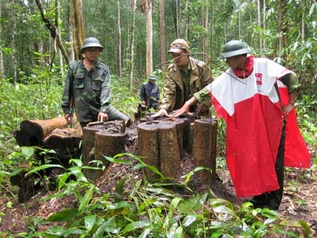 Kon Tum: Giả danh du khách để trộm gỗ trắc