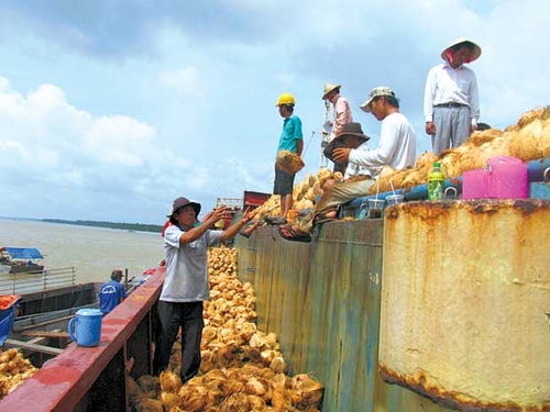 Thương lái Trung Quốc: Mua dừa, mua cả xơ dừa