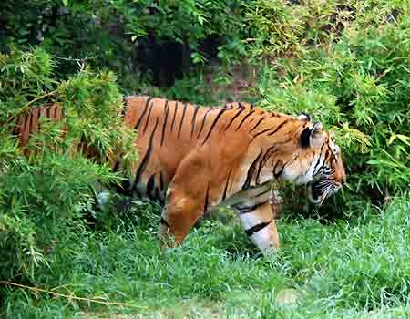 Pan Tadeusz (ciąg dalszy – 41)