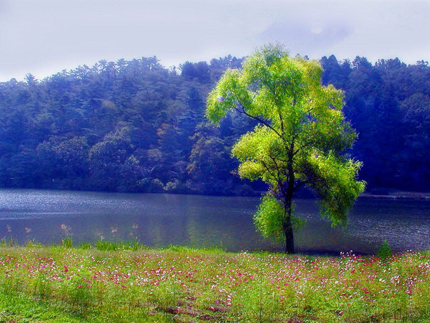 Cảnh Xuân và tình Xuân qua cái nhìn của một số thi nhân Việt Nam