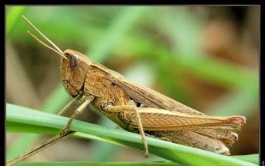 Loài người sẽ ăn con gì vào năm 2050 ?