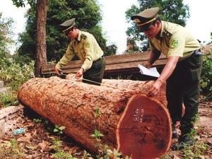 Vườn quốc gia Yok Đôn đang tan nát bởi lâm tặc
