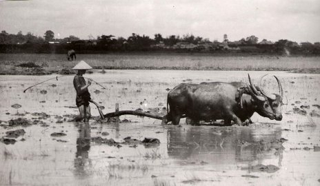 Người Việt có thông minh không?