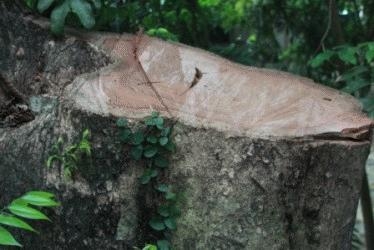 Bán gỗ sưa, cả làng bàng hoàng với 20 tỷ