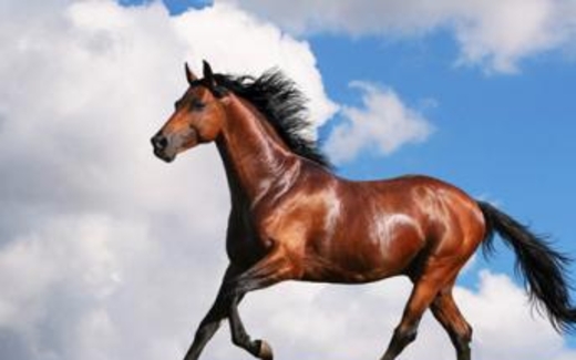 Cảm nghĩ về vận mệnh Giáp Ngọ 2014