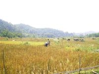 Sự thật về tục bán dâu ở xã Phong Dụ, Tiên Yên, Quảng Ninh