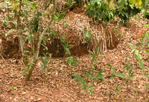 Ly kỳ chuyện săn tìm kho vàng 3 tạ ở Bắc Giang