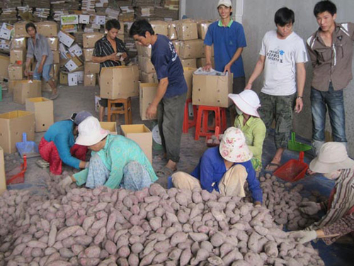 Làm gì khi thương nhân Việt Nam bị “thủng lưới” trên sân nhà?