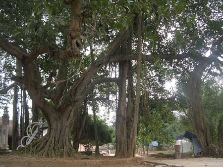 Đình làng quê tôi bị phá từ lâu rồi