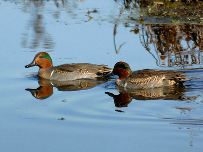 Nước chỉ ngập ngang bụng  vịt