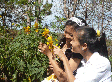 Hoa dã quỳ Tây Nguyên