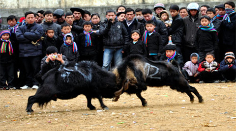 Xem chọi dê ở Mèo Vạc