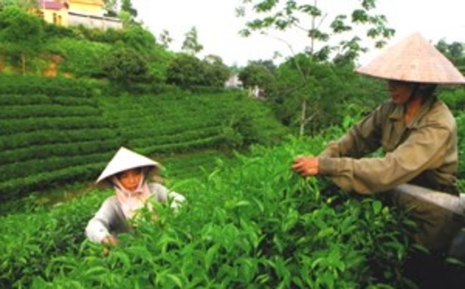 Thái Nguyên: Nơi hội tụ "tinh hoa" ngành chè Việt