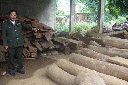 Chỉ kiểm lâm không giữ nổi rừng