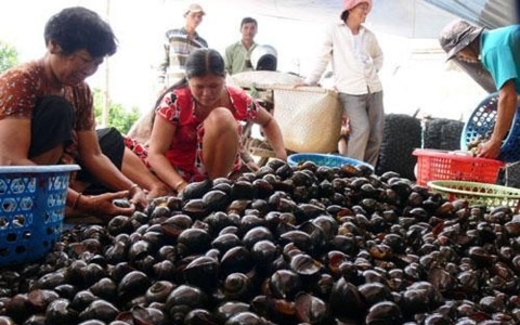 3kg thóc rẻ hơn 1kg ốc bươu: Nông dân bỏ ruộng