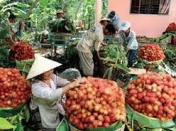 Trung Quốc tăng cường kiểm tra trái cây nhập từ Việt Nam
