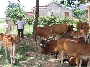 Chuyện ngôi làng nghèo đến nỗi chỉ có 3 cái xe đạp
