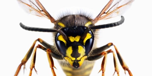 Những câu chuyện khoa học kỳ lạ nhất 2015