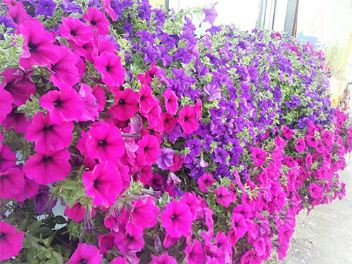 Ngôi nhà tuyệt đẹp của chủ nhân người Việt ở Séc