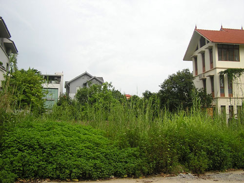 Trồng cỏ trên đất “vàng”