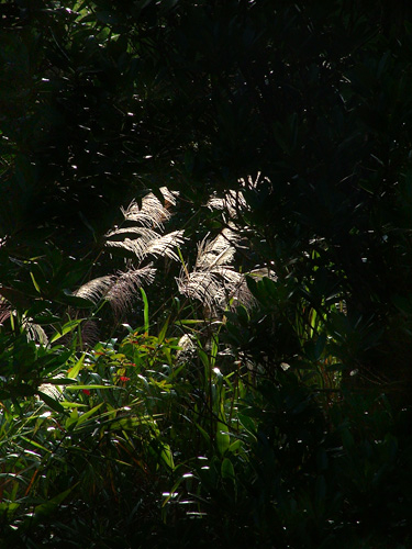 Bà Nà trong sương