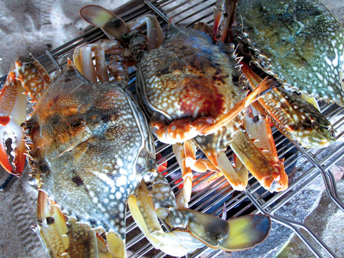 Ăn đồ biển ở Cam Bình hoang sơ