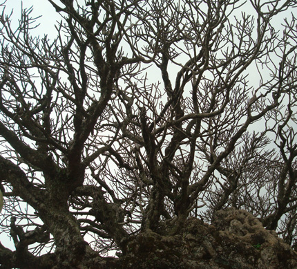 “Hồn ma” 300 cung nữ suối Giải Oan báo oán!